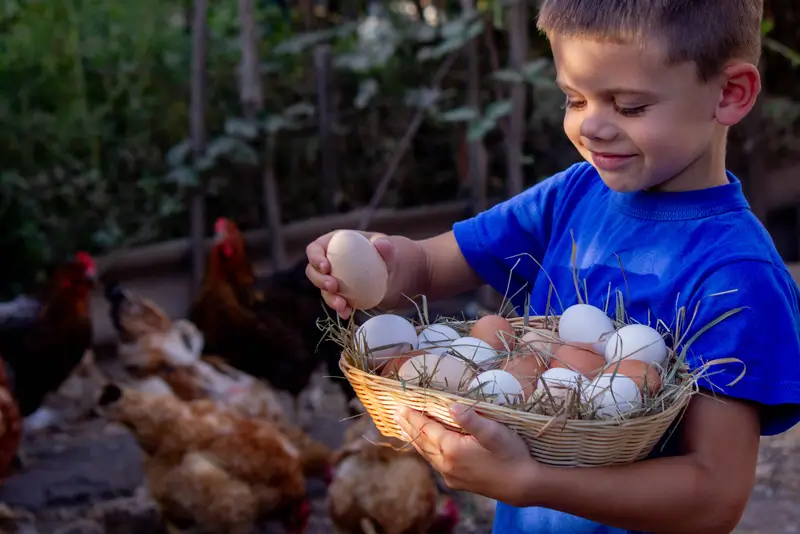 The eggs factory